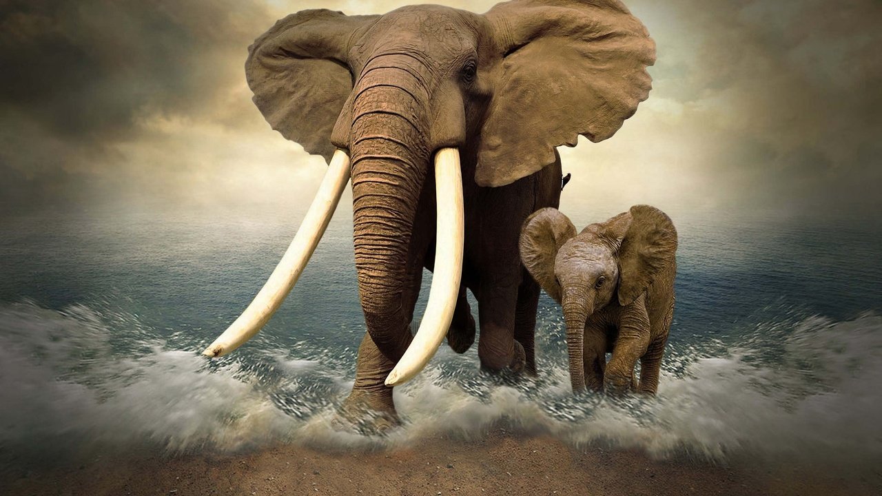 Обои море, слон, фотошоп, слоны, слоненок, бивни, sea, elephant, photoshop, elephants, tusks разрешение 2048x1366 Загрузить