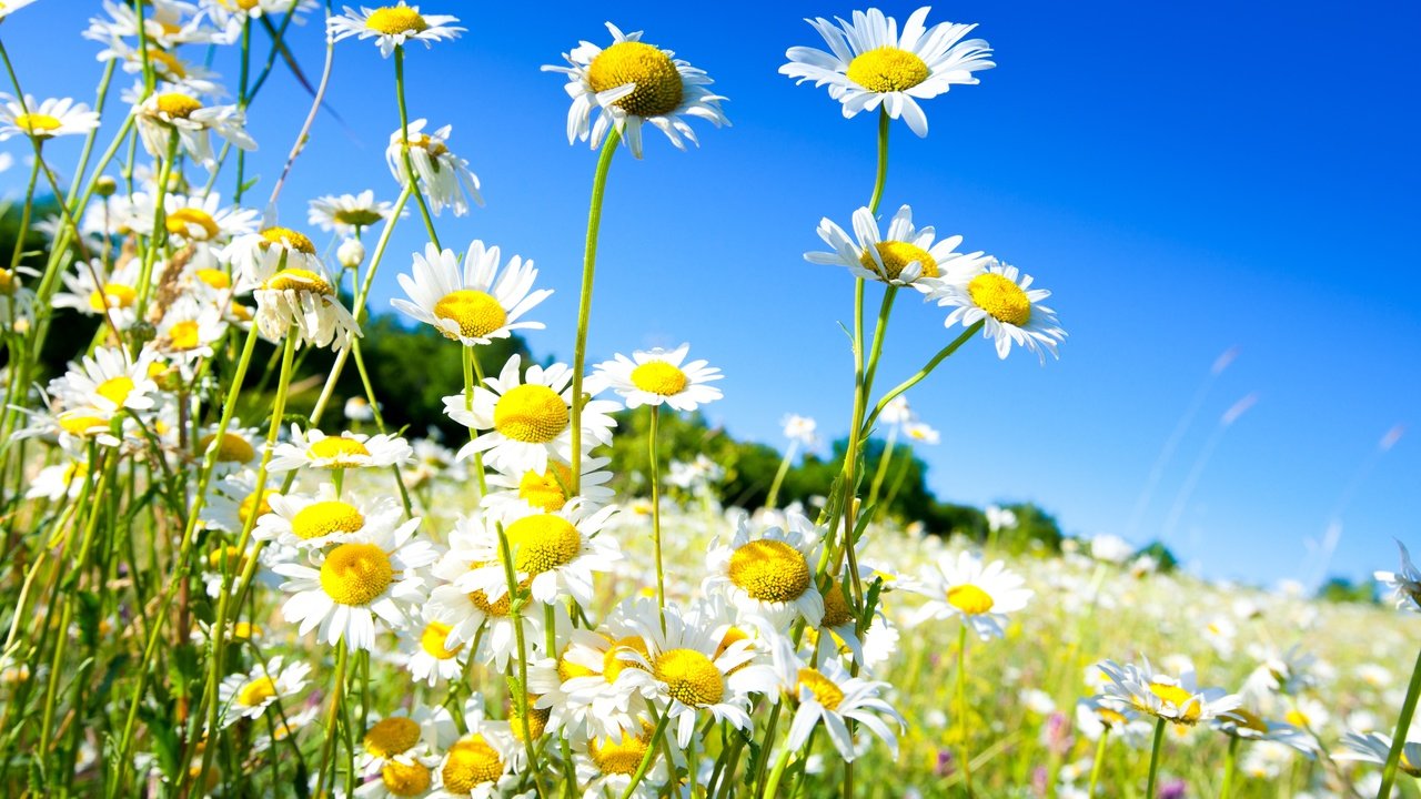 Обои небо, цветы, солнце, поле, весна, ромашки, the sky, flowers, the sun, field, spring, chamomile разрешение 5018x3345 Загрузить
