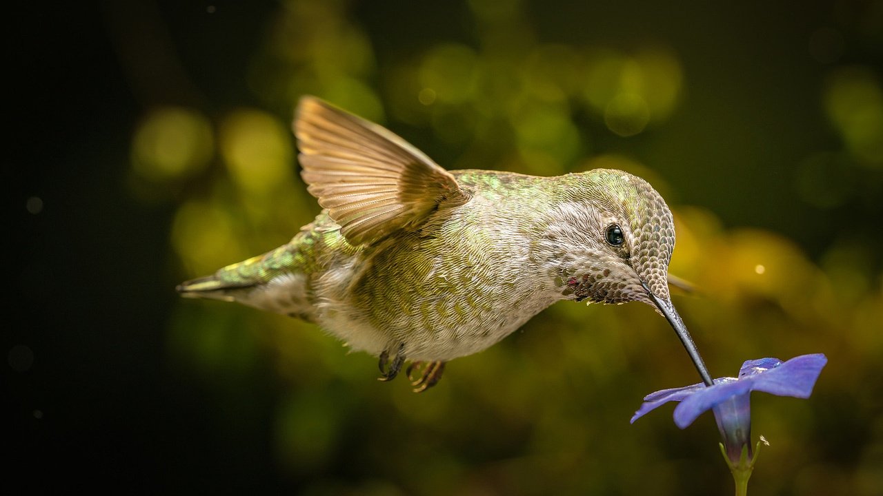 Обои полет, цветок, крылья, птица, клюв, нектар, колибри, flight, flower, wings, bird, beak, nectar, hummingbird разрешение 2048x1366 Загрузить