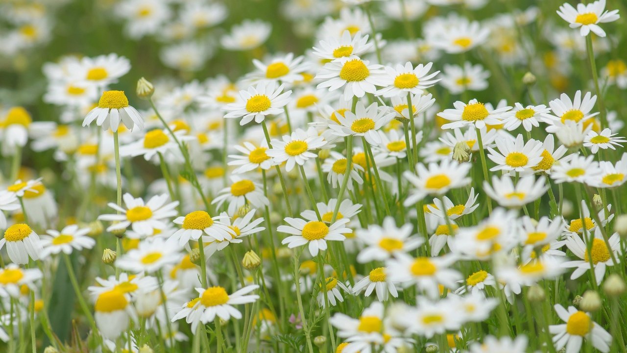 Обои цветы, природа, поле, луг, ромашки, flowers, nature, field, meadow, chamomile разрешение 2048x1360 Загрузить