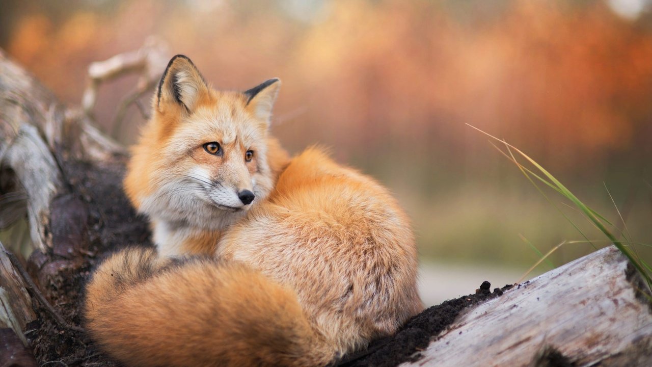 Обои природа, лиса, лисица, животное, хвост, nature, fox, animal, tail разрешение 2000x1335 Загрузить