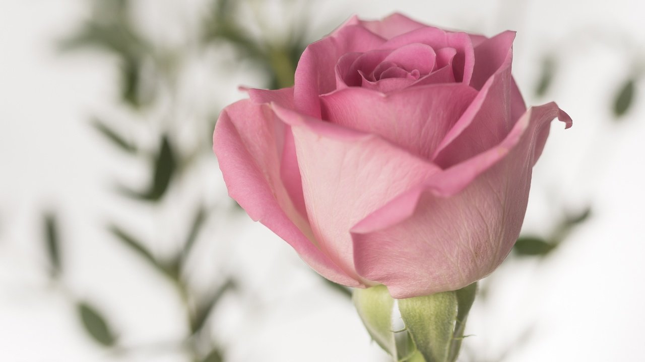 Обои цветок, роза, лепестки, бутон, розовый, flower, rose, petals, bud, pink разрешение 2048x1365 Загрузить