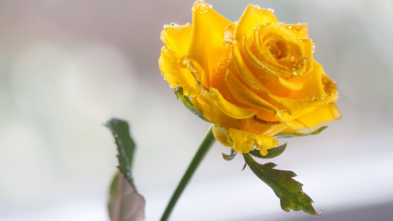 Обои цветок, капли, роза, жёлтая, капельки воды, flower, drops, rose, yellow, droplets of water разрешение 2048x1360 Загрузить