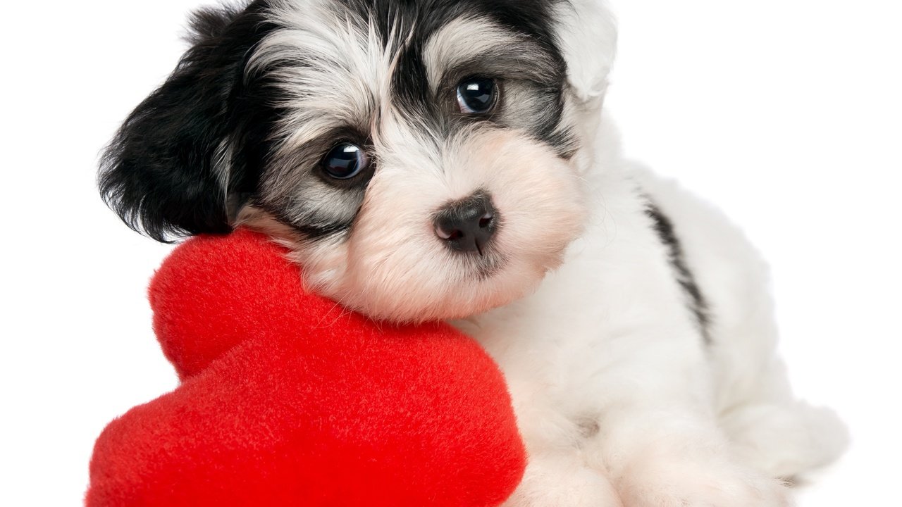 Обои собака, сердце, щенок, белый фон, valentines day, dog, heart, puppy, white background разрешение 5064x4366 Загрузить