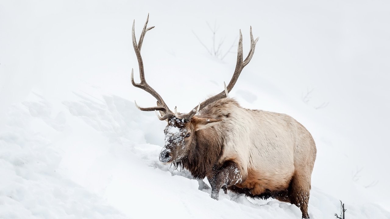 Обои снег, природа, олень, животное, рога, snow, nature, deer, animal, horns разрешение 2048x1365 Загрузить