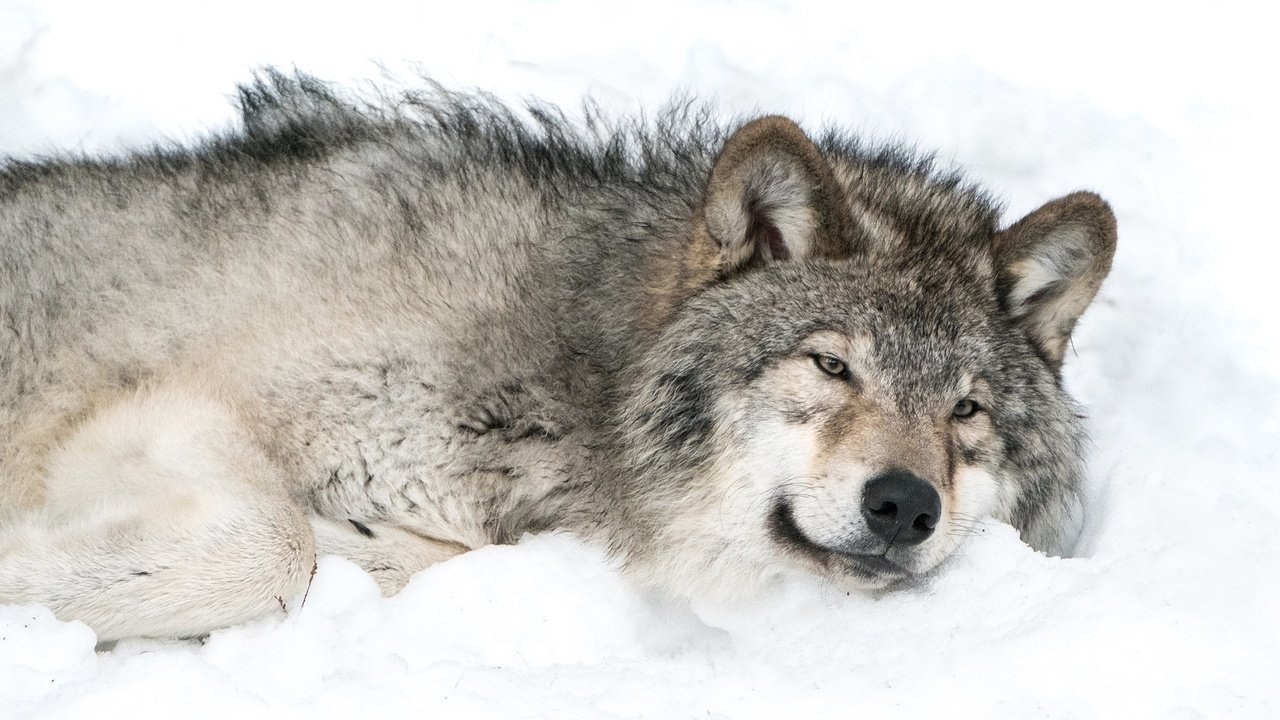 Обои снег, хищник, волк, snow, predator, wolf разрешение 2048x1490 Загрузить