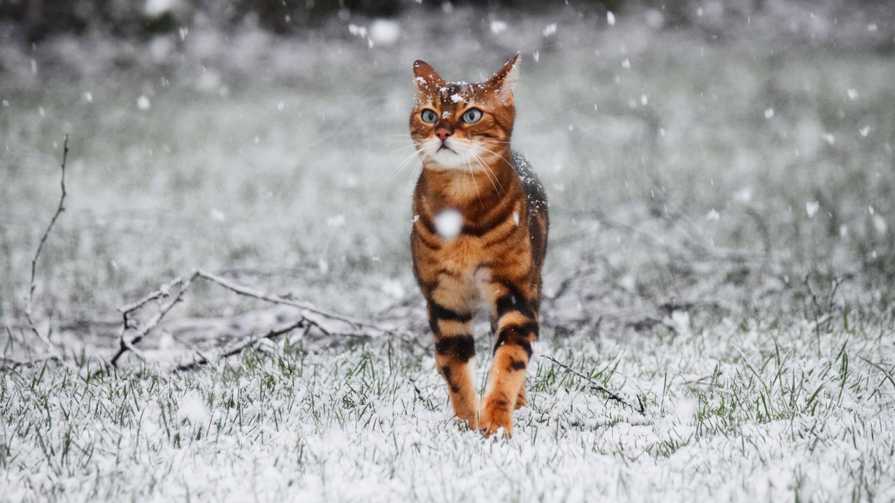 Обои снег, зима, кот, кошка, прогулка, snow, winter, cat, walk разрешение 5490x3660 Загрузить