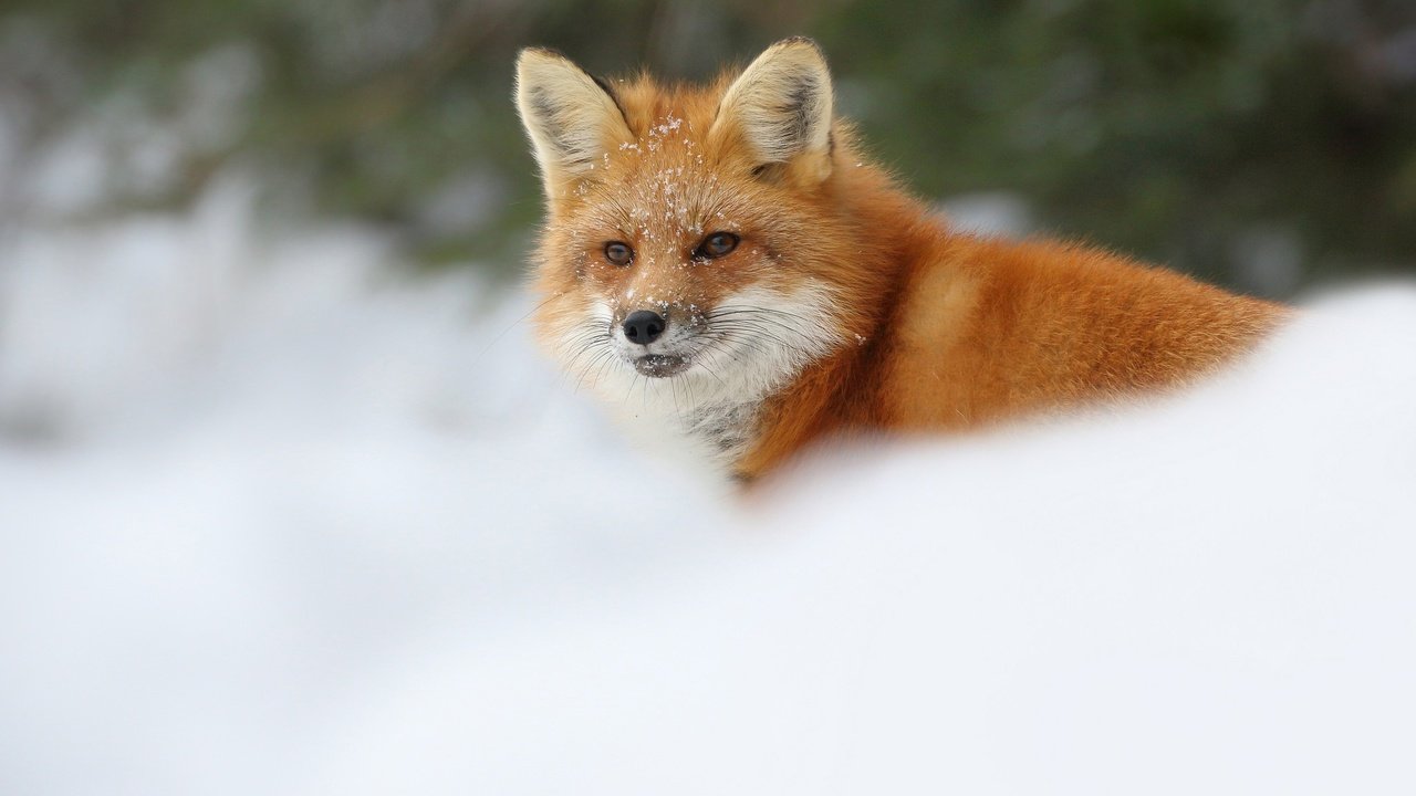 Обои снег, зима, лиса, лисица, snow, winter, fox разрешение 2048x1365 Загрузить