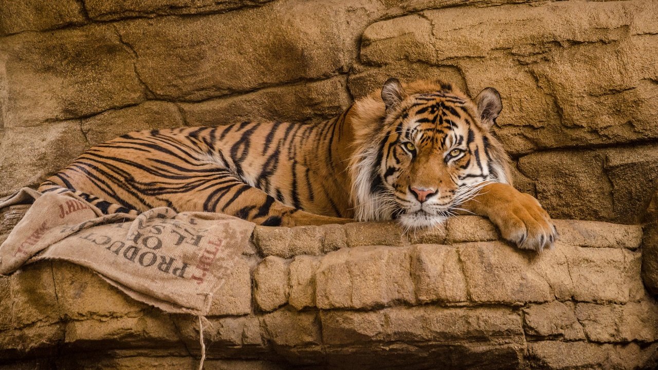 Обои тигр, взгляд, хищник, дикая кошка, tiger, look, predator, wild cat разрешение 2048x1357 Загрузить