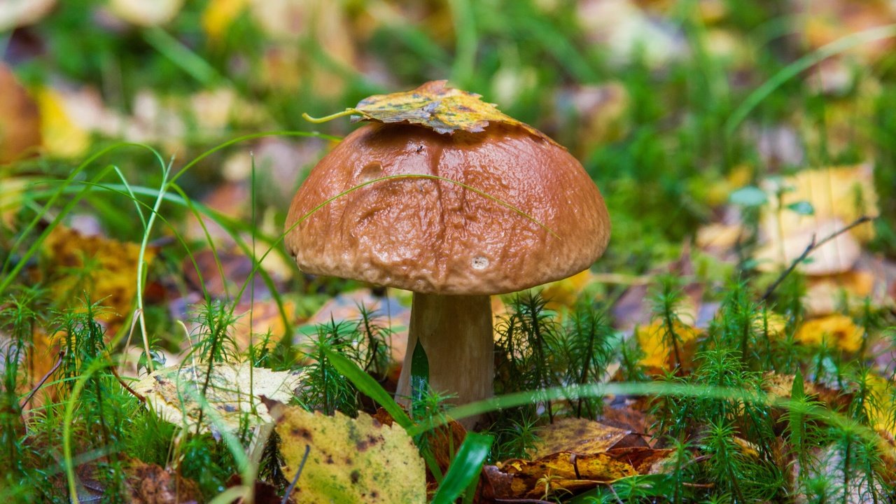 Обои трава, природа, листья, осень, гриб, grass, nature, leaves, autumn, mushroom разрешение 3000x2000 Загрузить