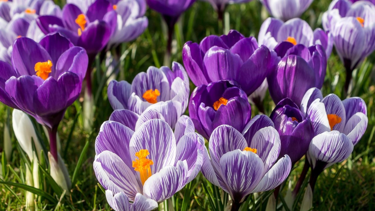 Обои цветы, весна, сиреневый, крокусы, шафран, flowers, spring, lilac, crocuses, saffron разрешение 2048x1361 Загрузить