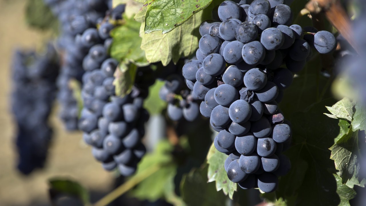 Обои виноград, виноградная лоза, grapes, vine разрешение 4592x3056 Загрузить