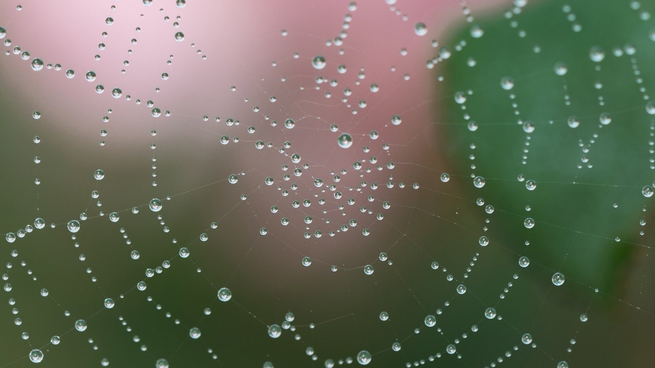 Обои вода, макро, роса, капли, капельки, паутина, сеть, ловушка, water, macro, rosa, drops, droplets, web, network, trap разрешение 2400x2400 Загрузить