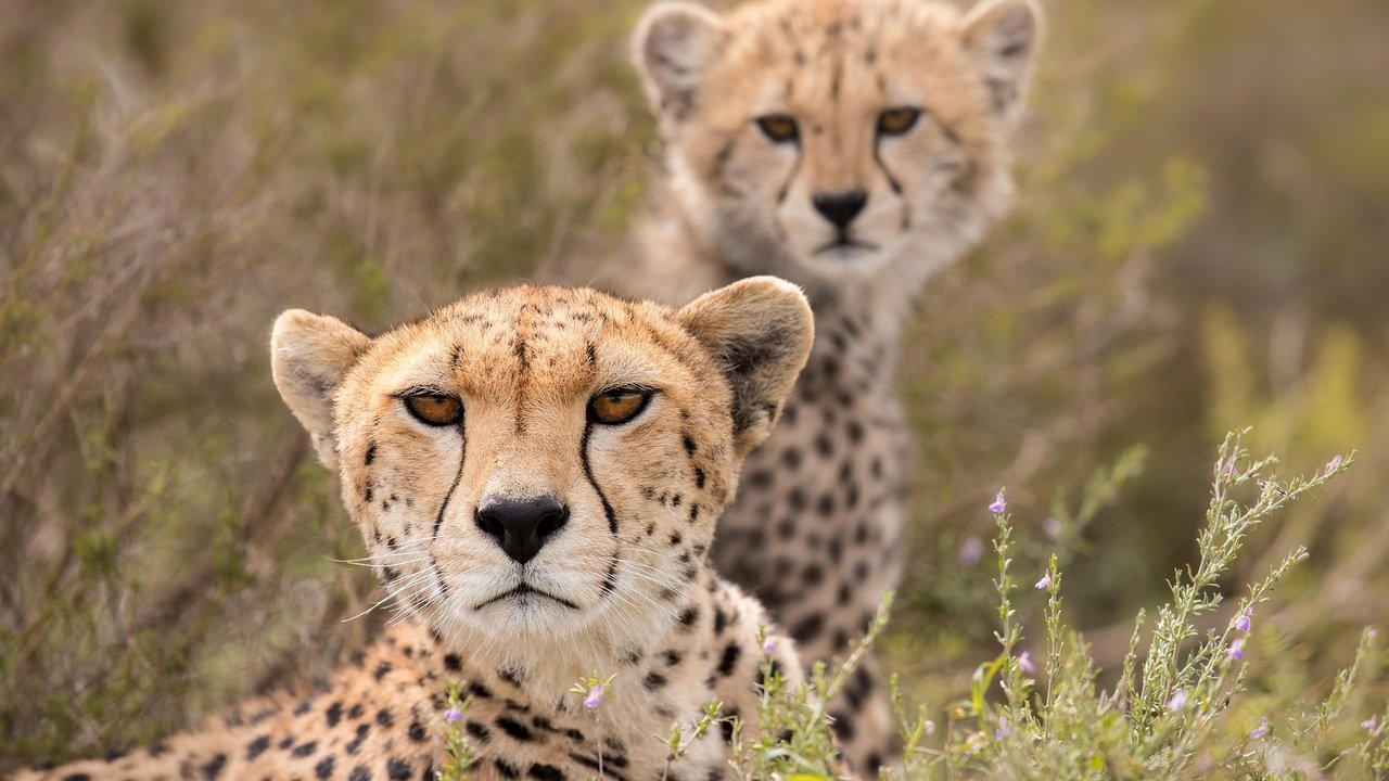Обои взгляд, гепард, дикая кошка, детеныш, гепарды, look, cheetah, wild cat, cub, cheetahs разрешение 2000x1414 Загрузить