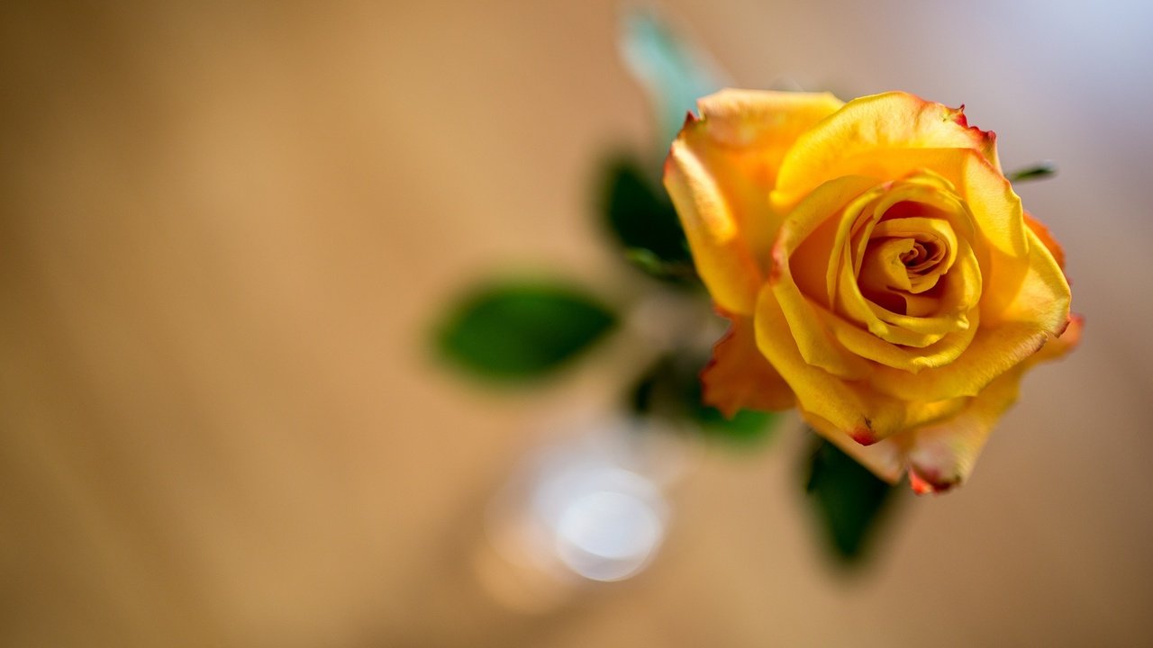 Обои желтый, фон, цветок, роза, боке, yellow, background, flower, rose, bokeh разрешение 2121x1414 Загрузить