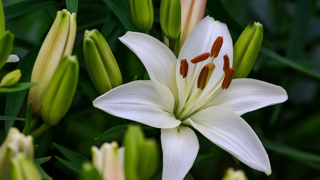 Обои цветы, бутоны, макро, лилия, белые, белая, flowers, buds, macro, lily, white разрешение 1920x1296 Загрузить