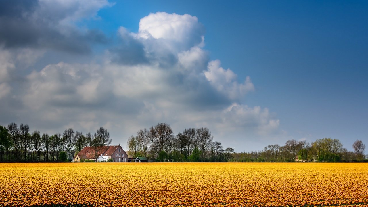 Обои небо, цветы, облака, деревья, поле, дом, the sky, flowers, clouds, trees, field, house разрешение 2789x1440 Загрузить