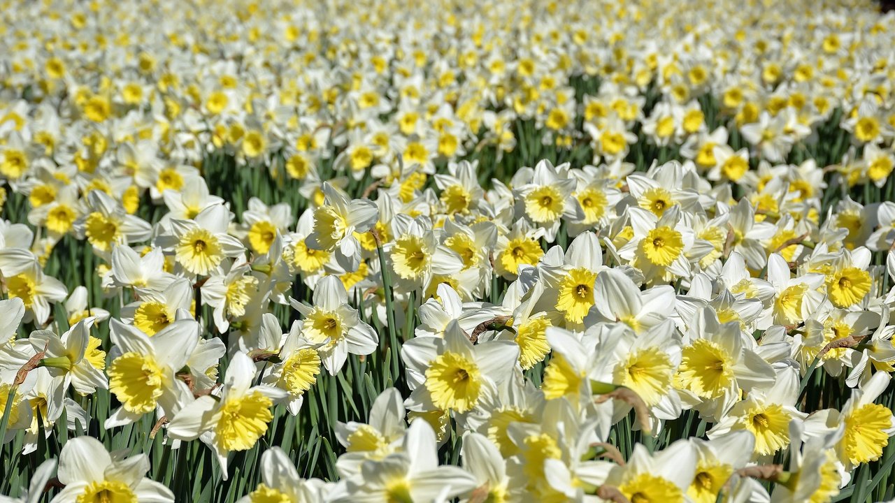 Обои цветы, природа, лепестки, нарциссы, flowers, nature, petals, daffodils разрешение 3542x1950 Загрузить