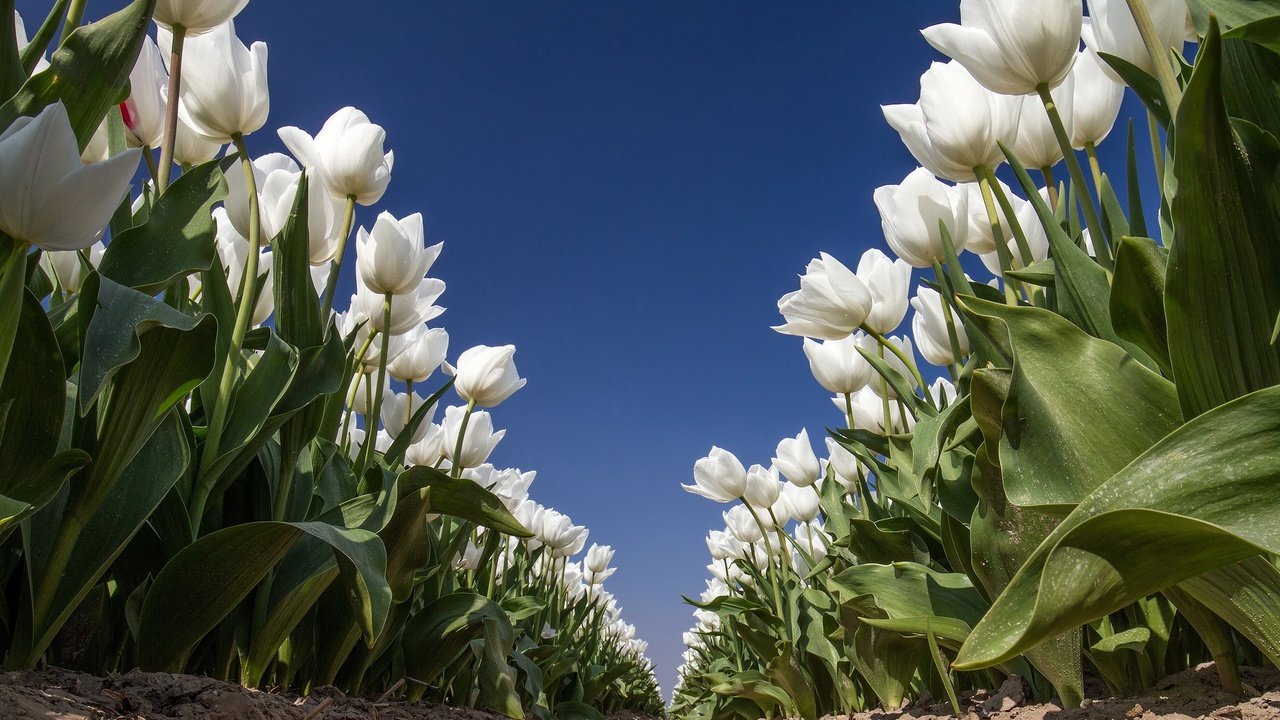 Обои небо, цветы, природа, тюльпаны, белые, the sky, flowers, nature, tulips, white разрешение 2048x1280 Загрузить