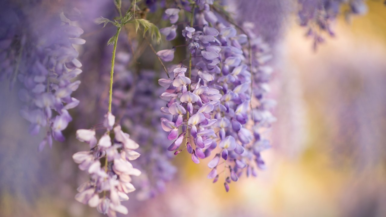 Обои цветы, природа, весна, глициния, вистерия, flowers, nature, spring, wisteria разрешение 2560x1525 Загрузить