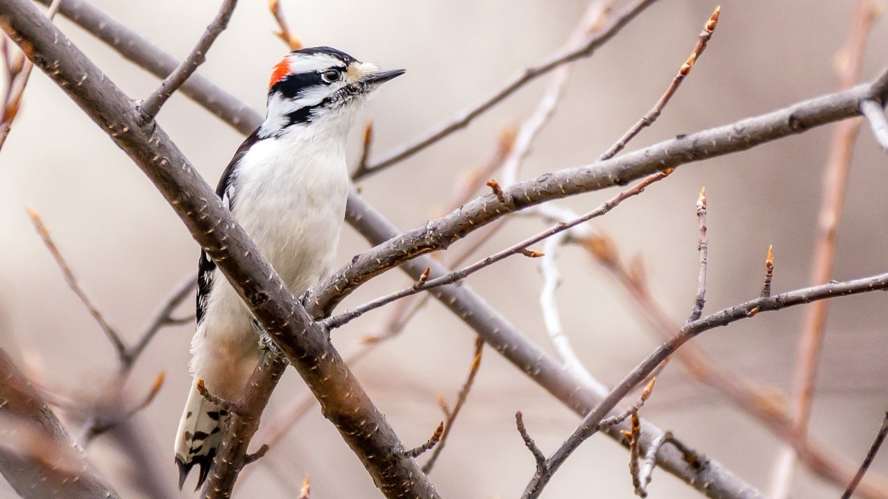 Обои дерево, ветки, птица, клюв, перья, дятел, tree, branches, bird, beak, feathers, woodpecker разрешение 2154x1436 Загрузить