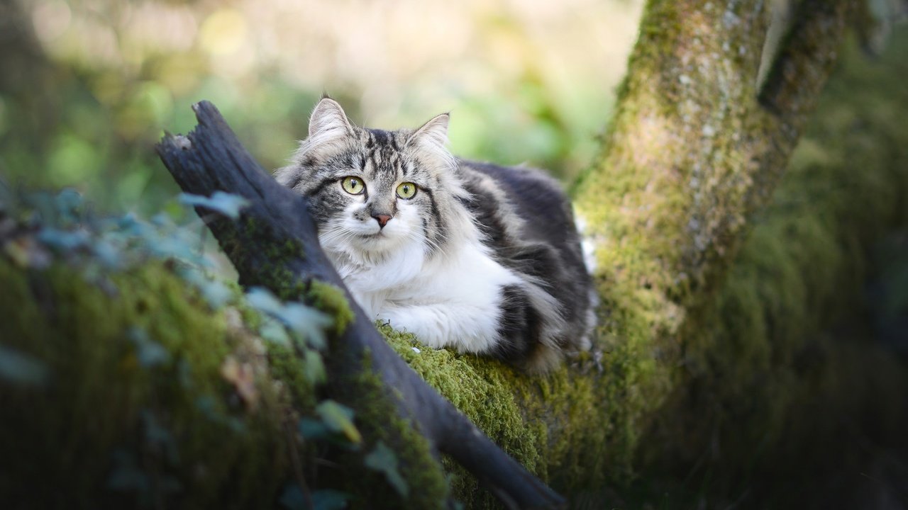 Обои дерево, кот, мордочка, усы, кошка, взгляд, мох, пушистая, tree, cat, muzzle, mustache, look, moss, fluffy разрешение 2048x1365 Загрузить