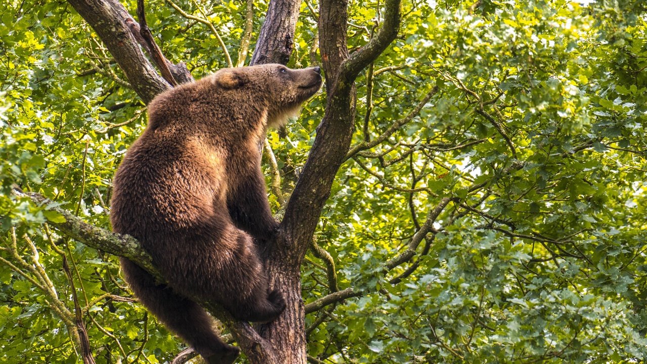 Обои дерево, медведь, на дереве, бурый медведь, tree, bear, on the tree, brown bear разрешение 2500x1667 Загрузить