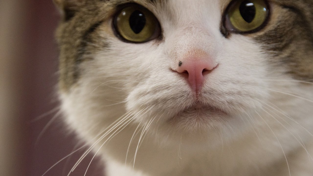Обои глаза, мордочка, усы, кошка, взгляд, eyes, muzzle, mustache, cat, look разрешение 2048x1365 Загрузить