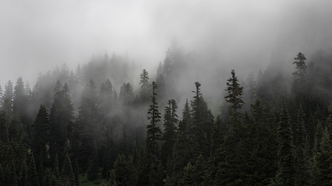 Обои деревья, природа, лес, туман, ели, trees, nature, forest, fog, ate разрешение 3840x2560 Загрузить