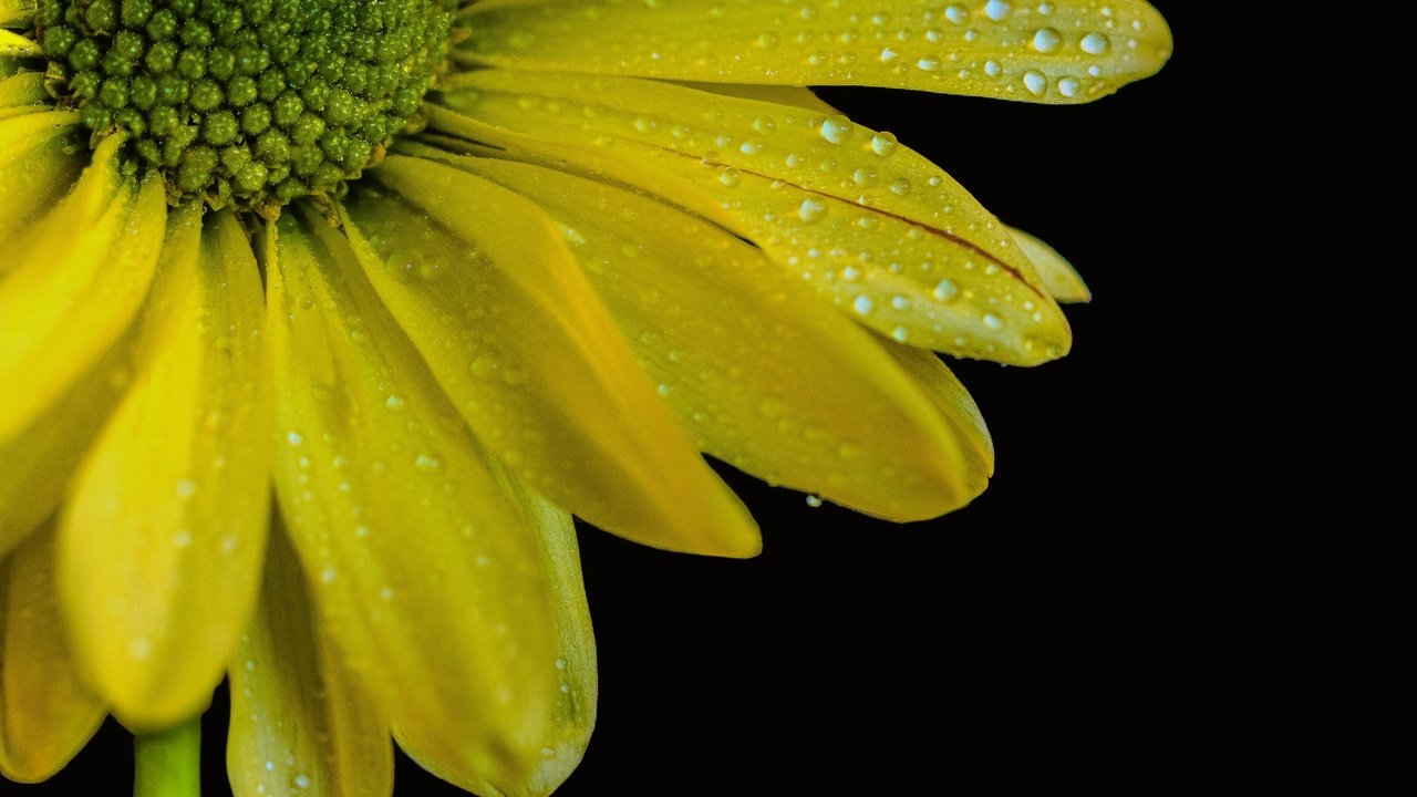 Обои желтый, макро, цветок, капли, лепестки, черный фон, yellow, macro, flower, drops, petals, black background разрешение 3591x3345 Загрузить