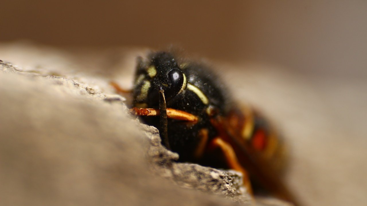 Обои макро, насекомое, размытость, оса, крупным планом, macro, insect, blur, osa, closeup разрешение 1920x1280 Загрузить