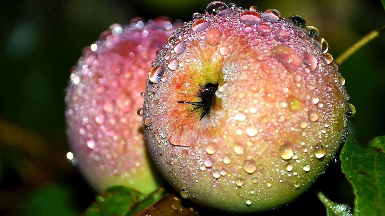 Обои макро, роса, капли, фрукты, яблоки, плоды, macro, rosa, drops, fruit, apples разрешение 2000x1324 Загрузить