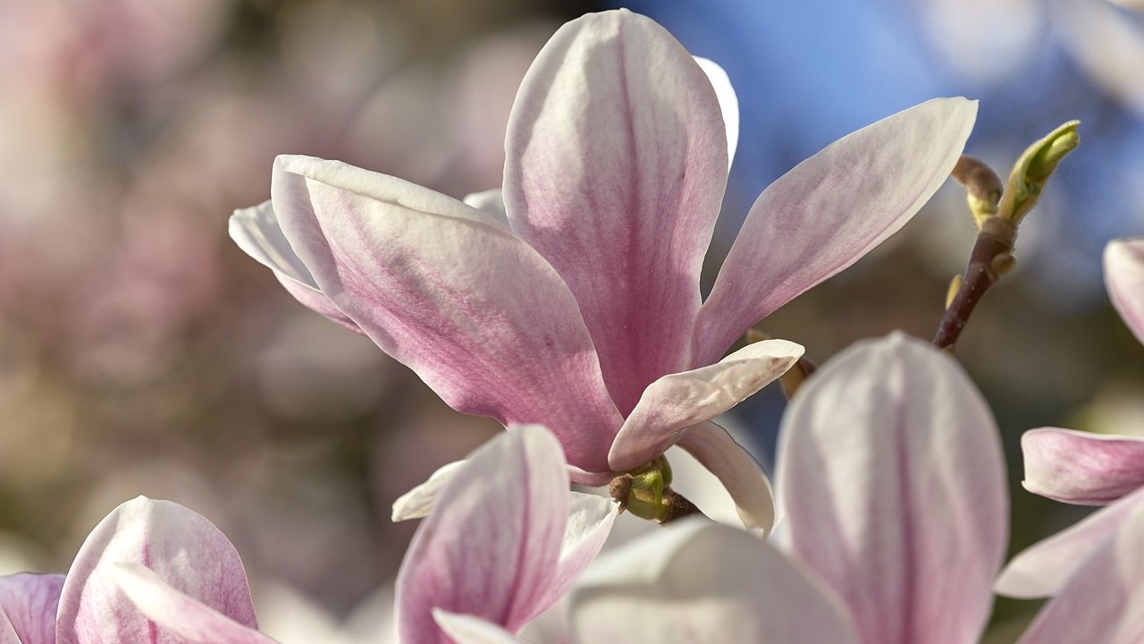 Обои цветение, макро, весна, магнолия, flowering, macro, spring, magnolia разрешение 1920x1280 Загрузить