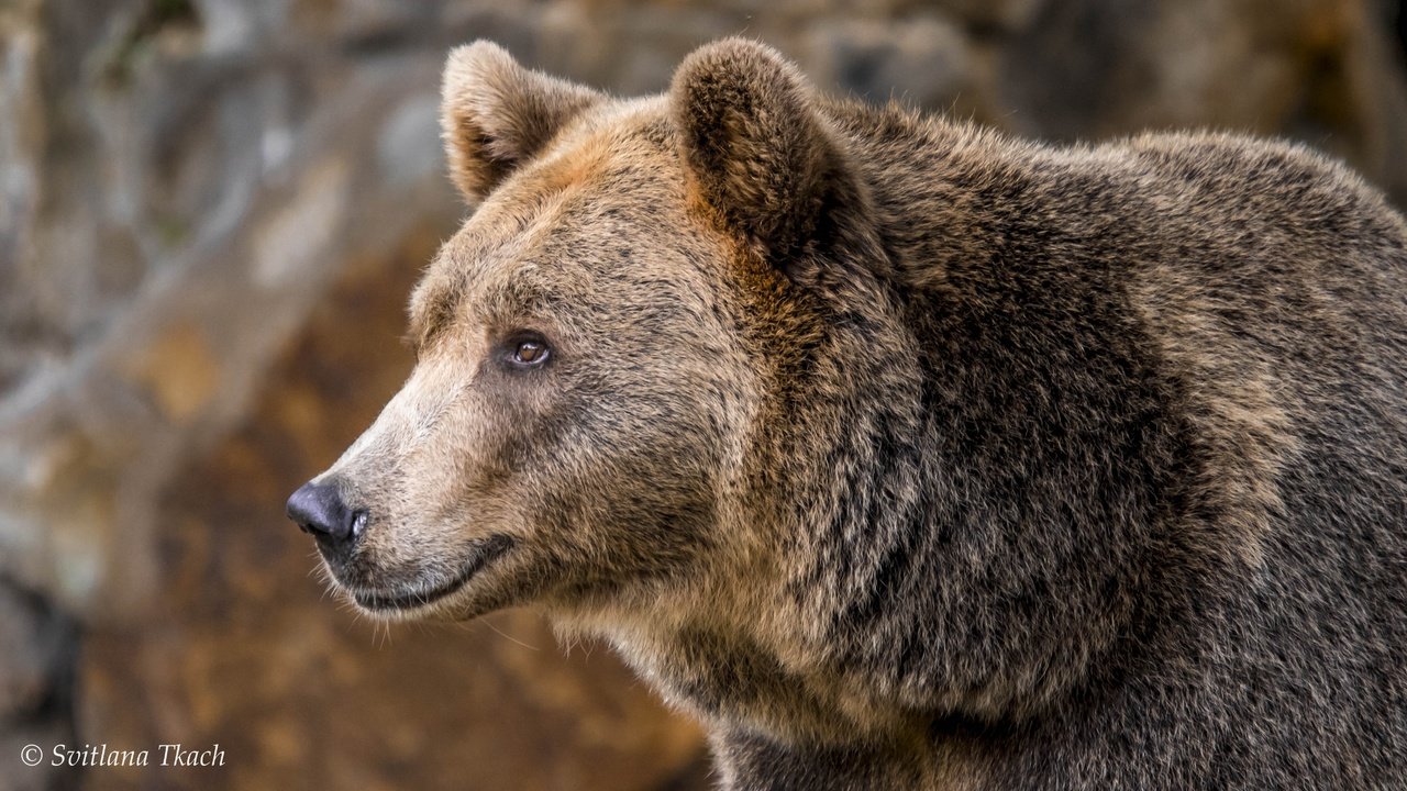 Обои морда, портрет, взгляд, медведь, бурый медведь, face, portrait, look, bear, brown bear разрешение 5068x2851 Загрузить