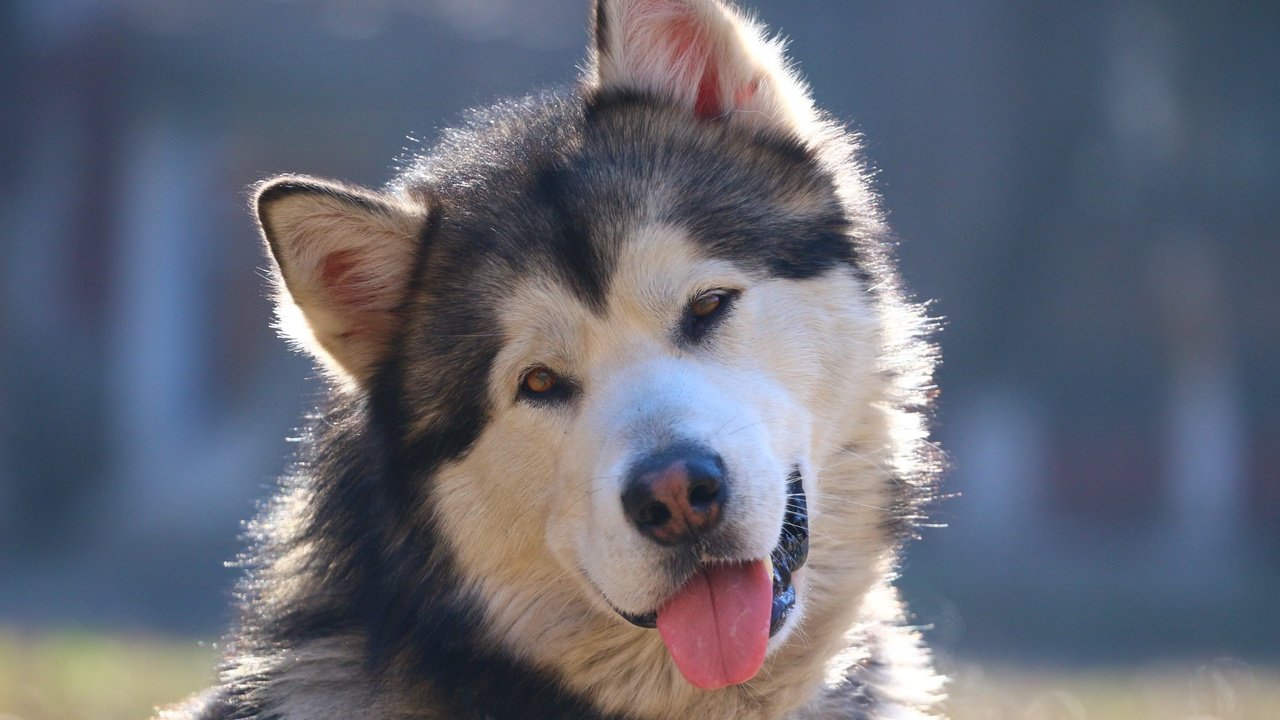 Обои морда, взгляд, собака, хаски, язык, маламут, аляскинский маламут, face, look, dog, husky, language, malamute, alaskan malamute разрешение 1920x1280 Загрузить