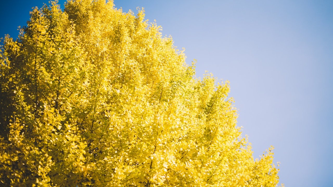 Обои небо, дерево, осень, желтые листья, the sky, tree, autumn, yellow leaves разрешение 2048x1152 Загрузить