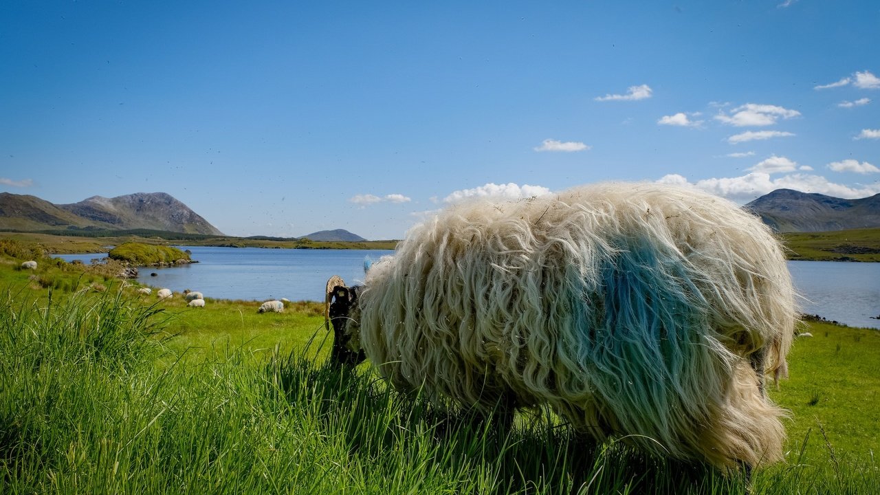 Обои небо, трава, шерсть, луг, животное, овца, the sky, grass, wool, meadow, animal, sheep разрешение 2048x1365 Загрузить