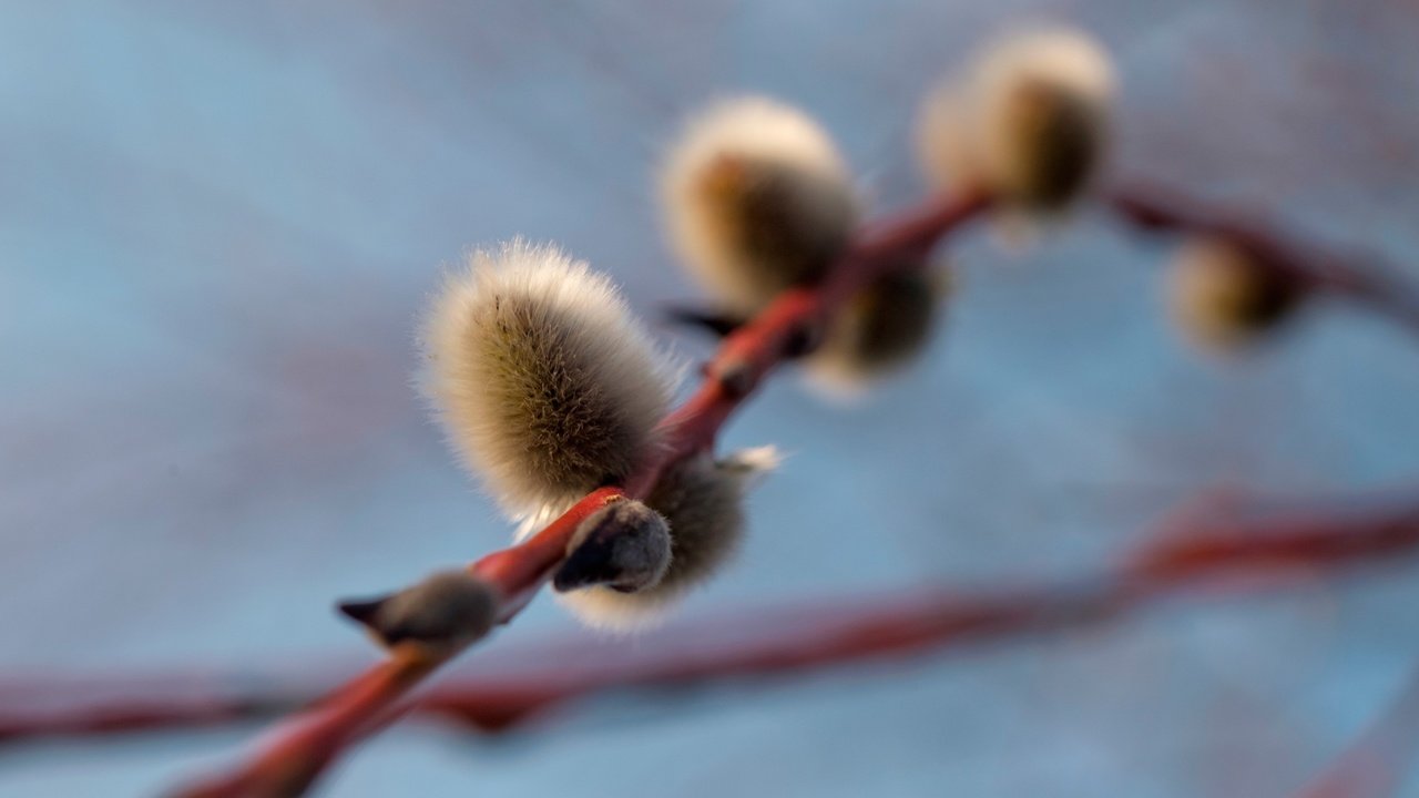 Обои ветка, природа, фон, весна, почки, верба, branch, nature, background, spring, kidney, verba разрешение 3840x2765 Загрузить