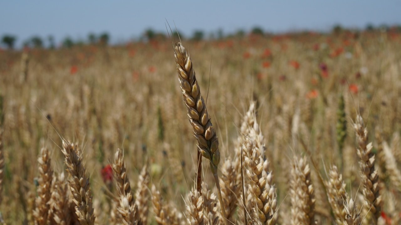 Обои природа, поле, колосья, пшеница, nature, field, ears, wheat разрешение 5456x3064 Загрузить