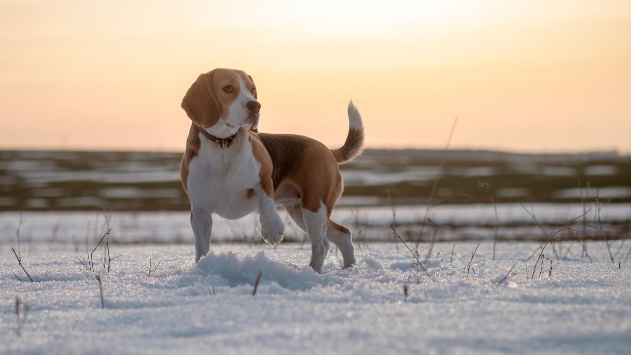 Обои глаза, снег, зима, мордочка, поле, взгляд, собака, бигль, eyes, snow, winter, muzzle, field, look, dog, beagle разрешение 3840x2689 Загрузить