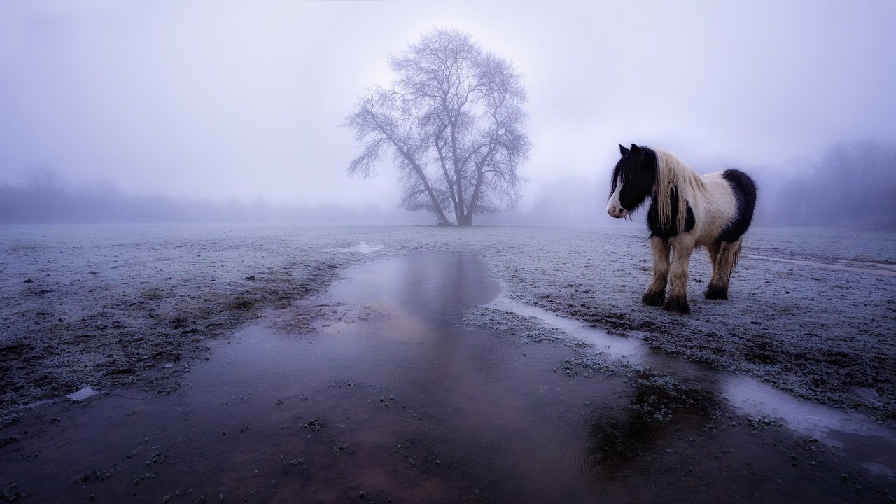 Обои лошадь, туман, поле, конь, horse, fog, field разрешение 2048x1152 Загрузить