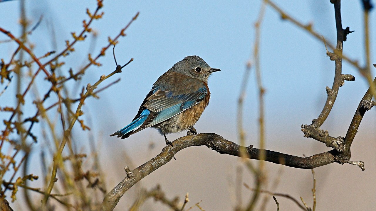 Обои ветки, птица, клюв, перья, самка, западная сиалия, branches, bird, beak, feathers, female, western sialia разрешение 2048x1356 Загрузить