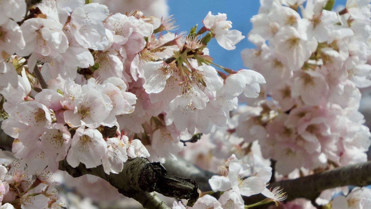 Обои цветение, ветки, весна, сакура, flowering, branches, spring, sakura разрешение 2048x1536 Загрузить