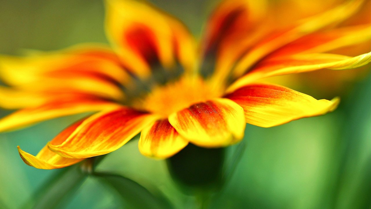 Обои желтый, фон, цветок, лепестки, оранжевый, газания, yellow, background, flower, petals, orange, gazania разрешение 2048x1360 Загрузить