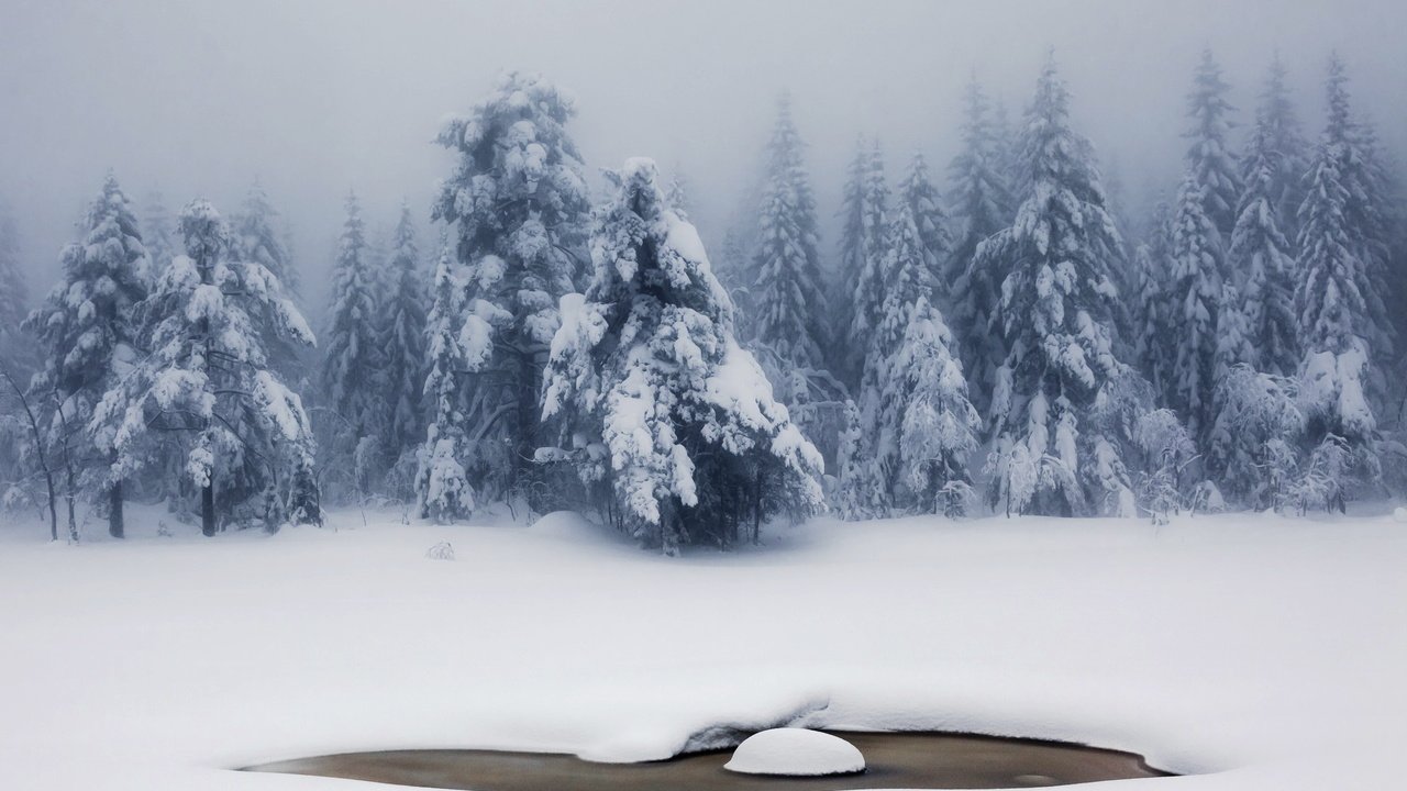 Обои снег, природа, лес, зима, туман, ели, snow, nature, forest, winter, fog, ate разрешение 2048x1491 Загрузить