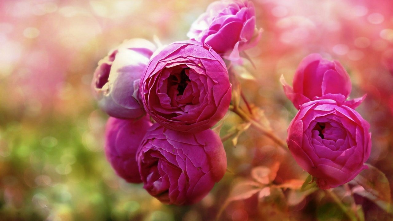 Розовый цветок Макросъемка