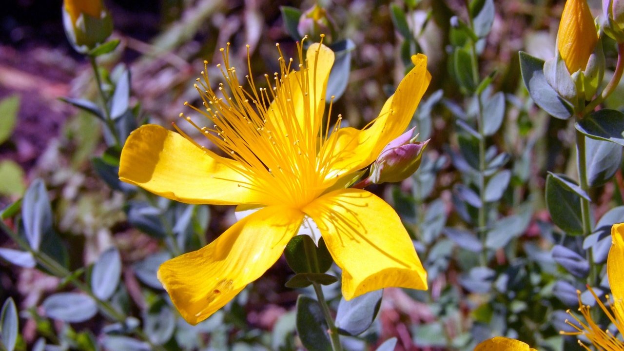 Обои цветок, лепестки, пестики, зверобой, зверобой олимпийский, flower, petals, pistils, st. john's wort, st. john's wort olympic разрешение 2560x1600 Загрузить