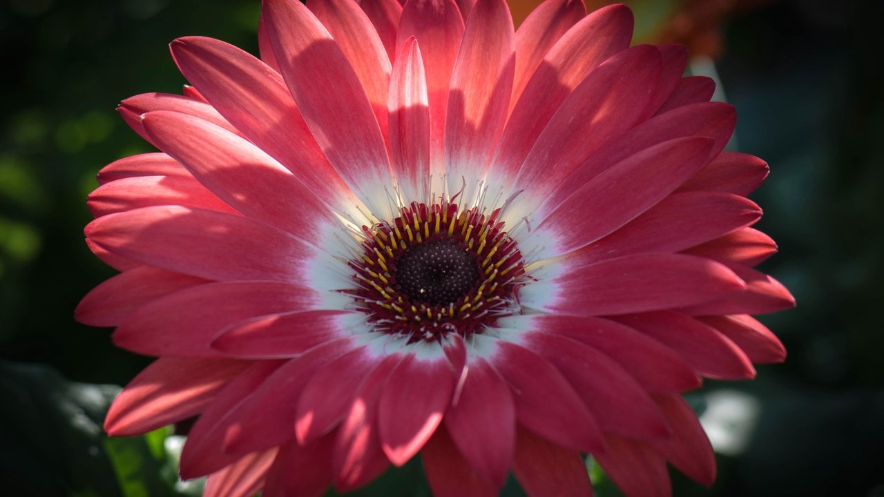 Обои цветок, лепестки, тычинки, гербера, flower, petals, stamens, gerbera разрешение 2554x1600 Загрузить