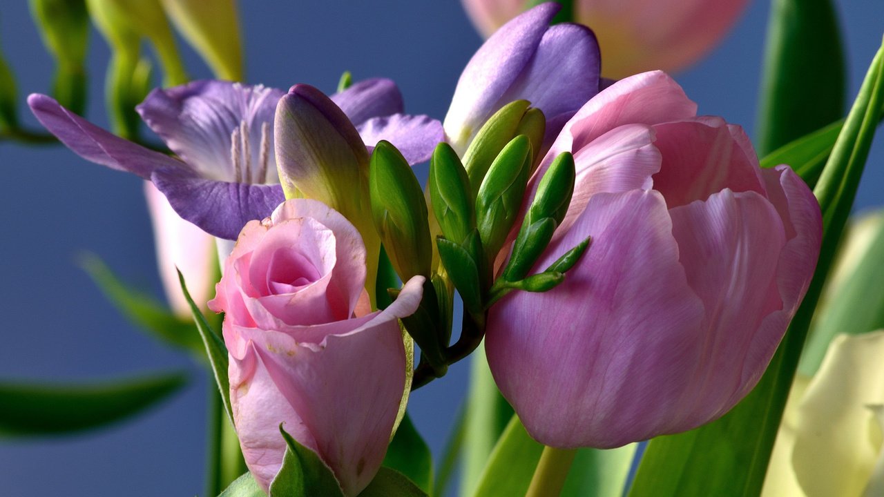 Обои цветы, розы, букет, тюльпаны, ирисы, композиция, flowers, roses, bouquet, tulips, irises, composition разрешение 2048x1365 Загрузить