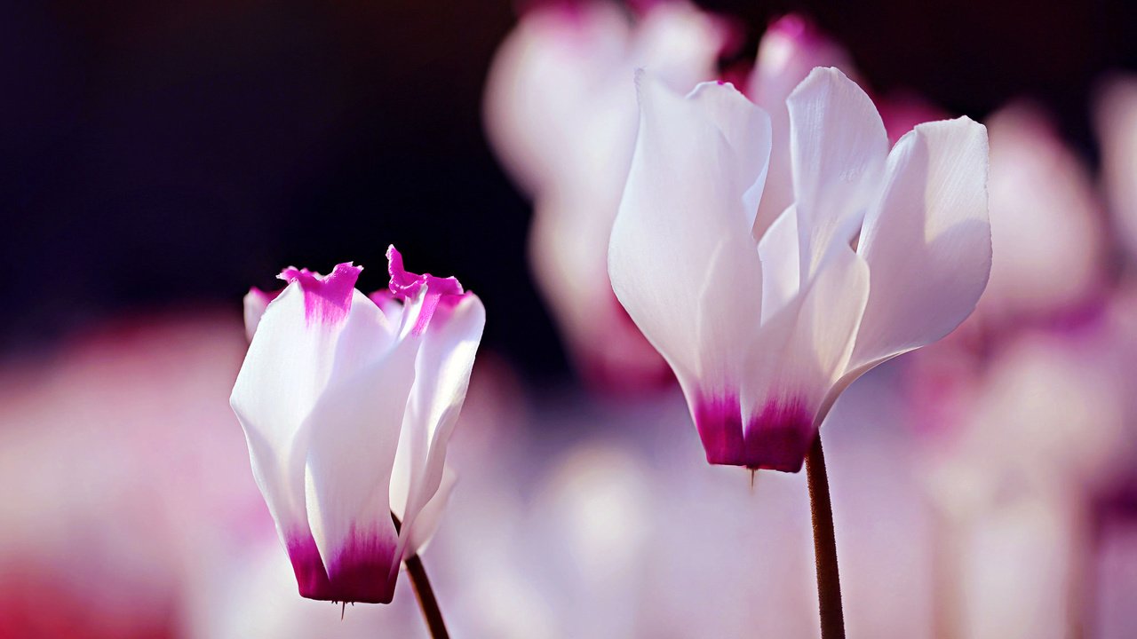 Обои цветы, макро, лепестки, цикламены, бело-розовый, flowers, macro, petals, cyclamen, pink and white разрешение 2048x1366 Загрузить